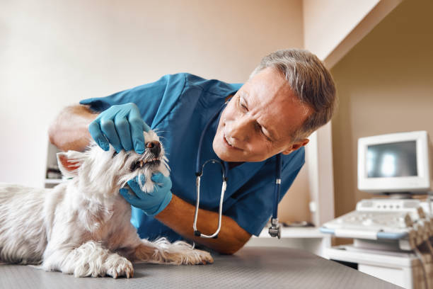 Best Emergency Dental Care for Abscessed Tooth in Ballard, UT
